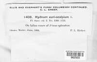 Auriscalpium vulgare image